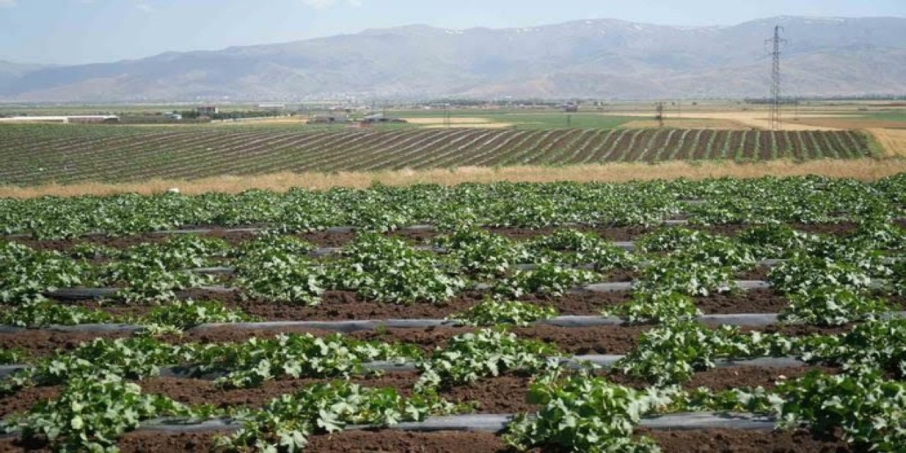 Bölgenin ihtiyacı karşılanıyor! Muş'ta 2 milyar liralık gelir bekleniyor