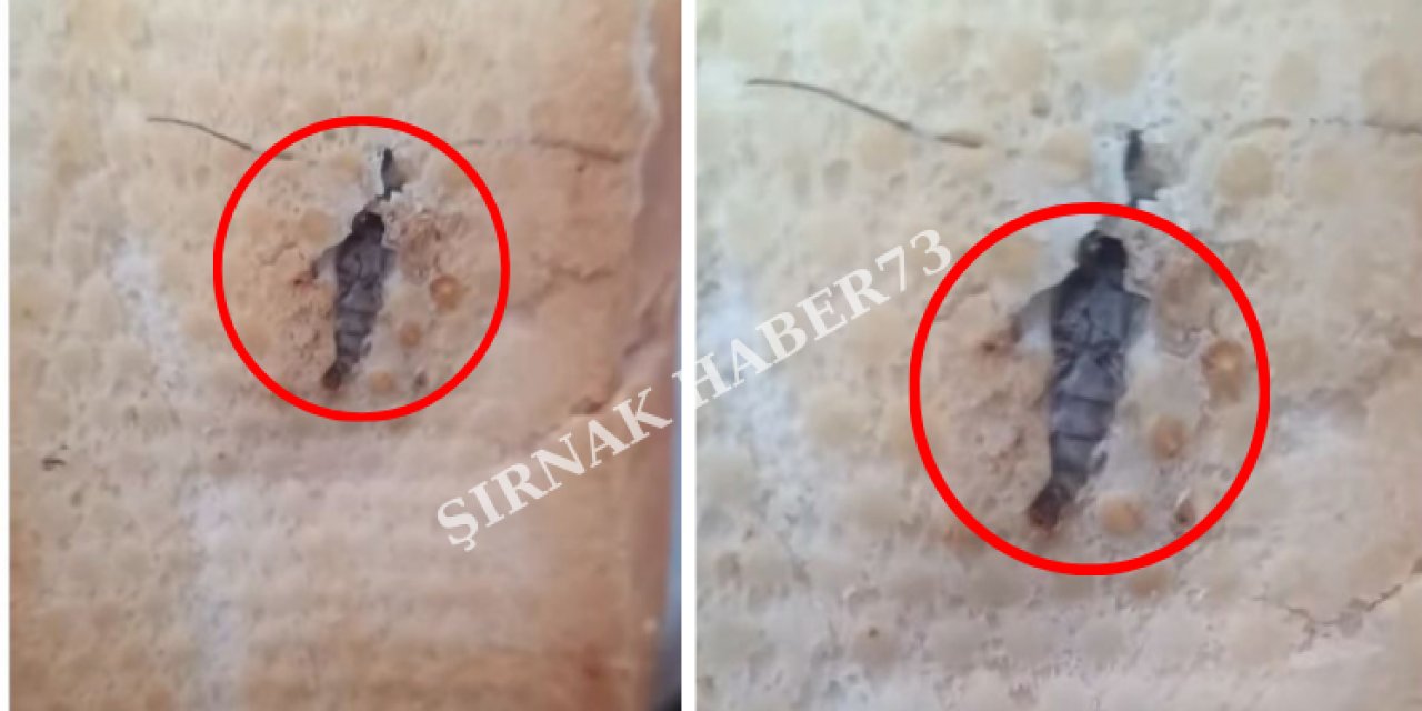 Şırnak'ta Vatandaşın Aldığı Ekmekten Böcek Çıktı!