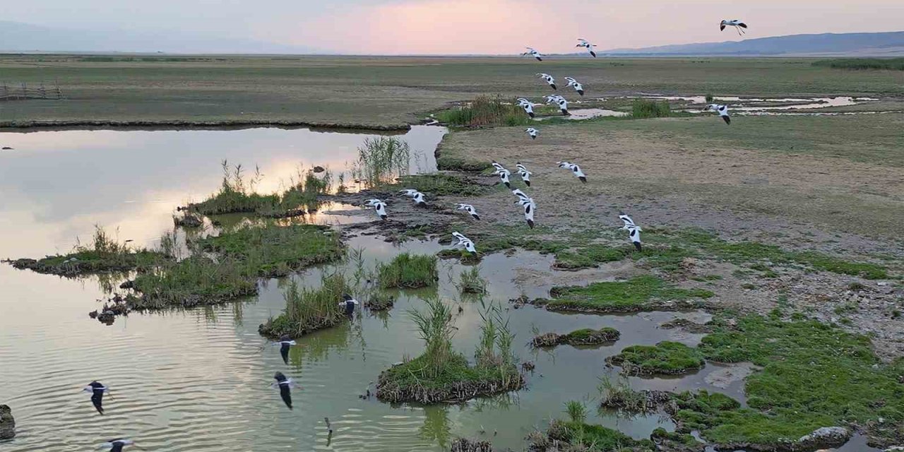 Bitlis’te göçmen kuşların dönüş yolculuğu başladı