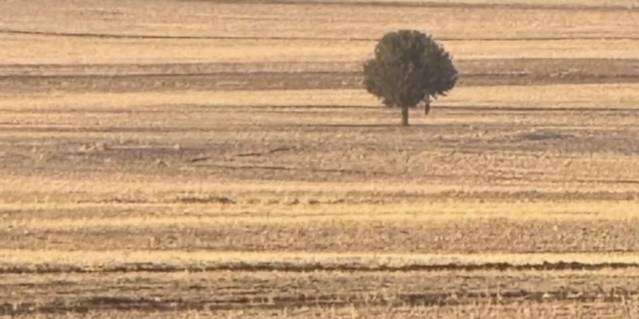 Şırnak’ta arazide bir kişi ağaca asılı halde bulundu