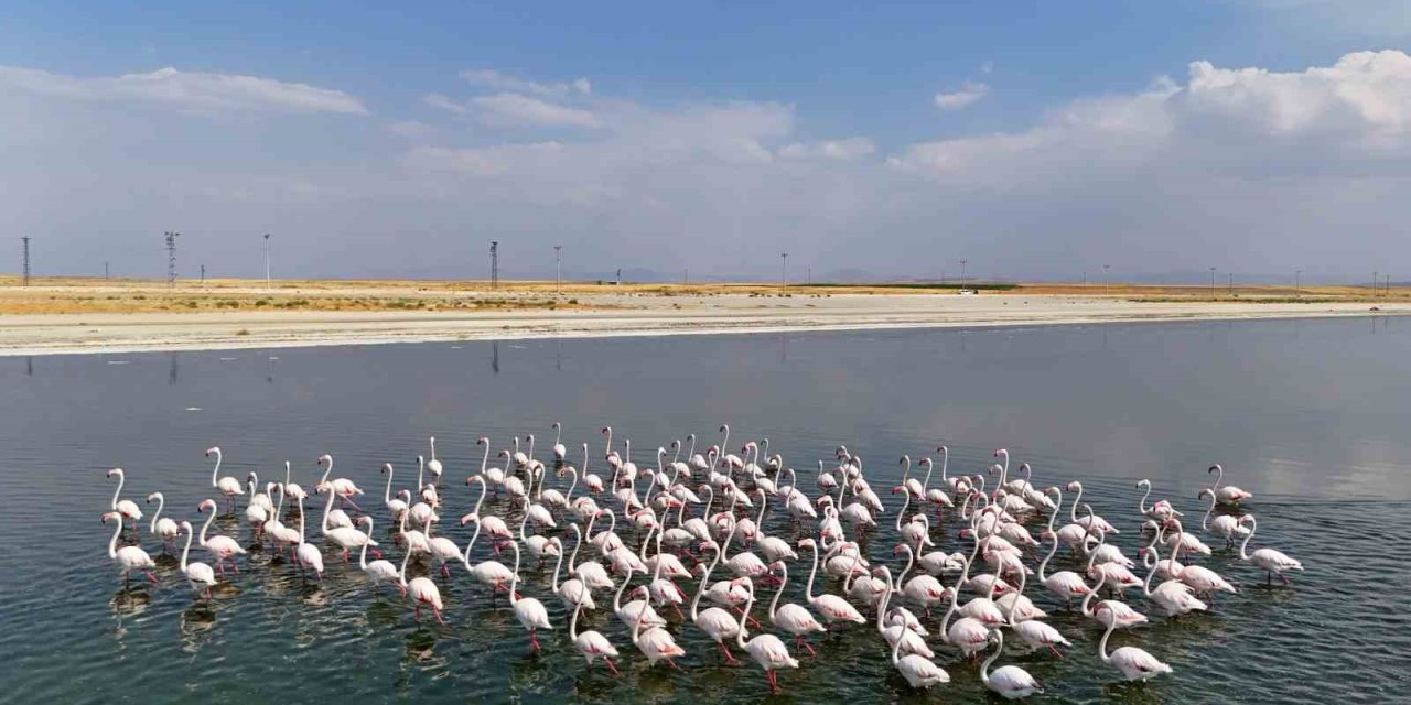 Flamingoların Van Gölü kıyılarında renkli dansı hayranlık uyandırıyor