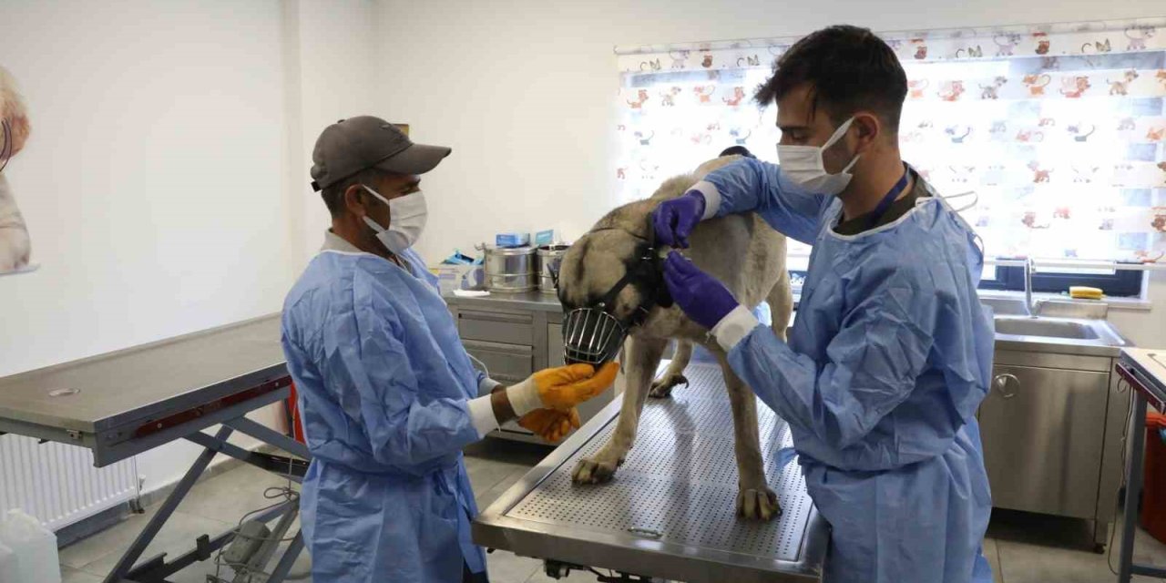 Uyuz Tanısı Konulan 50 Köpek Tedavi Altına Alındı