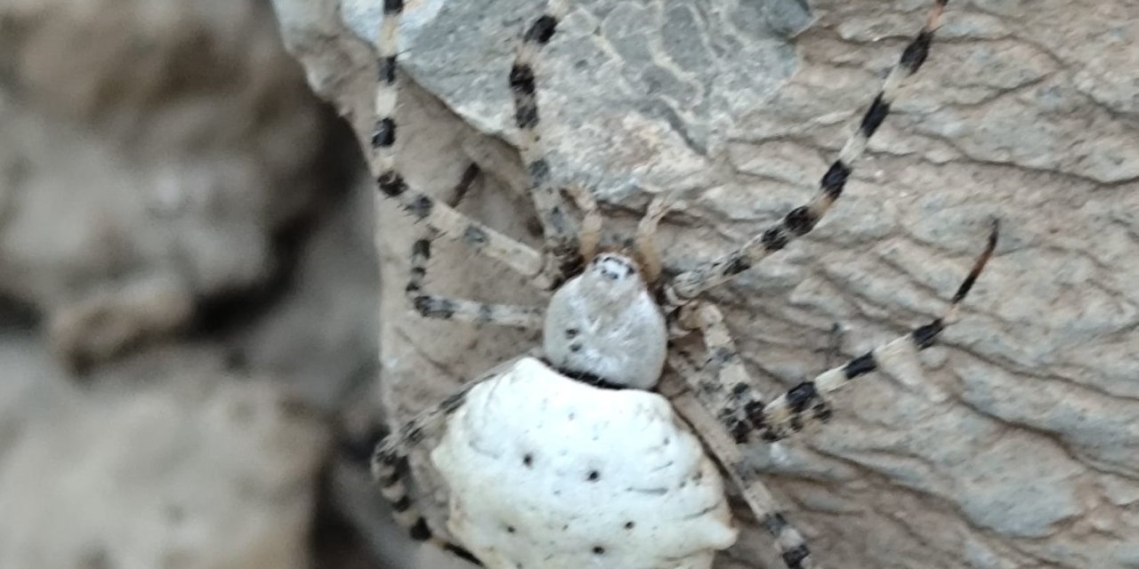 Hakkari’de dünyanın en zehirli örümcek türlerinden biri görüldü