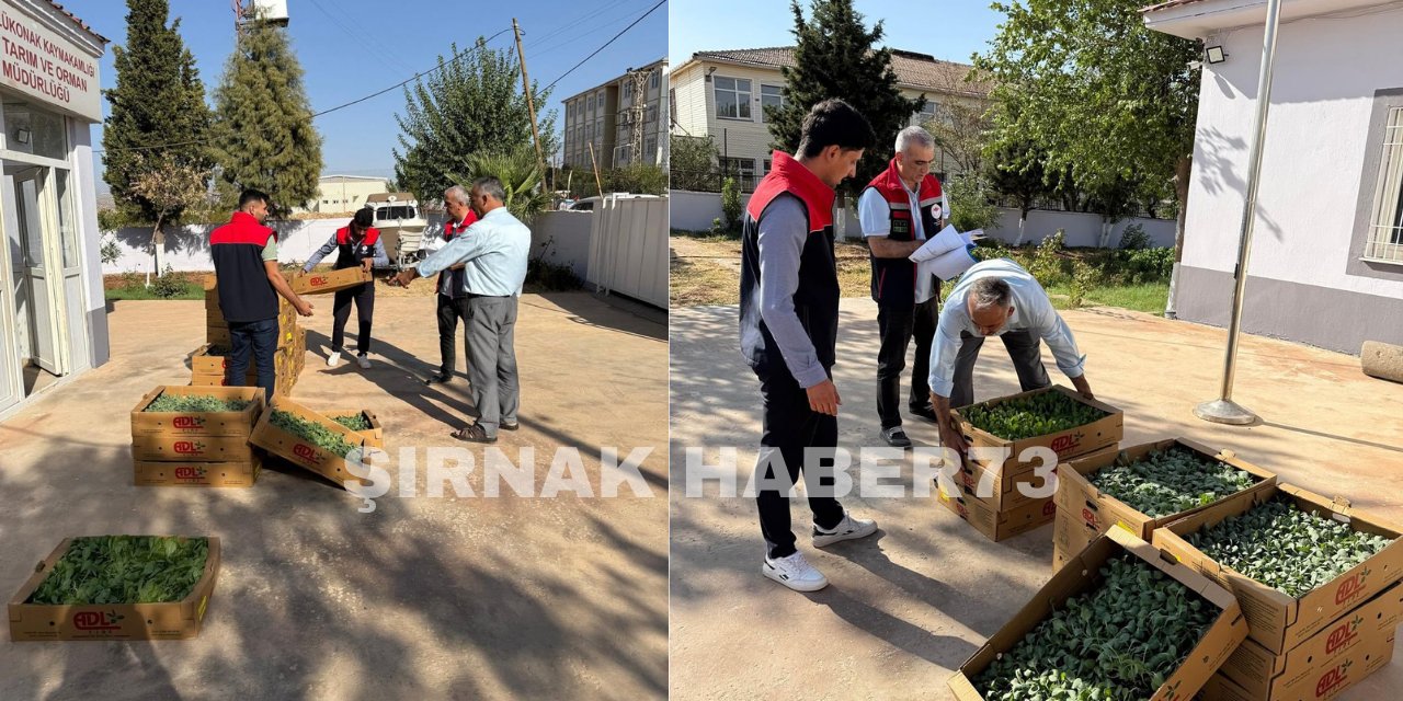 Şırnak’ta Çiftçilere Büyük Destek: TAKE Projesi Kapsamında Binlerce Fide Dağıtıldı