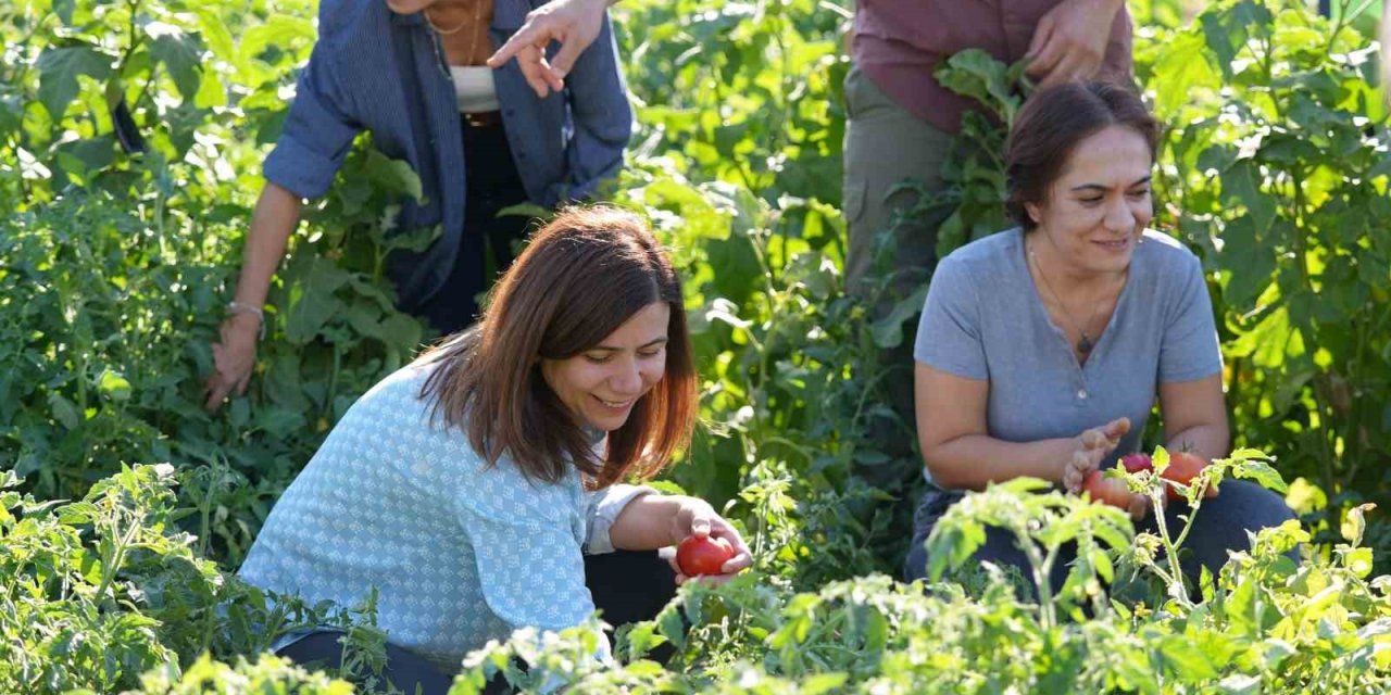 Diyarbakır'da Yerel Tohumlu Bostan'da Hasat Başladı