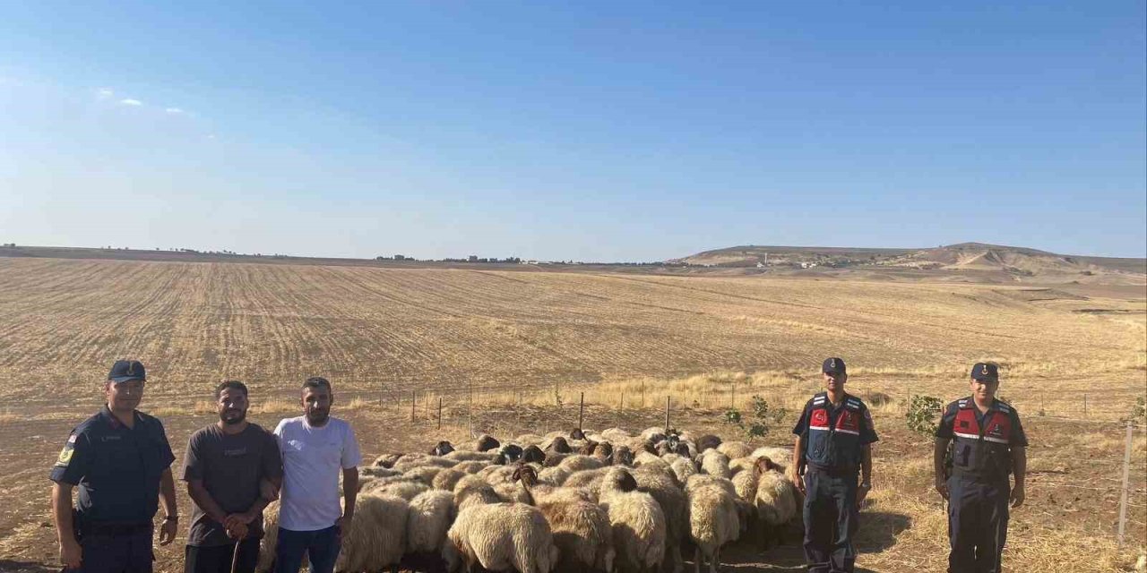 Batman’da kaybolan koyun sürüsü dron ile bulundu
