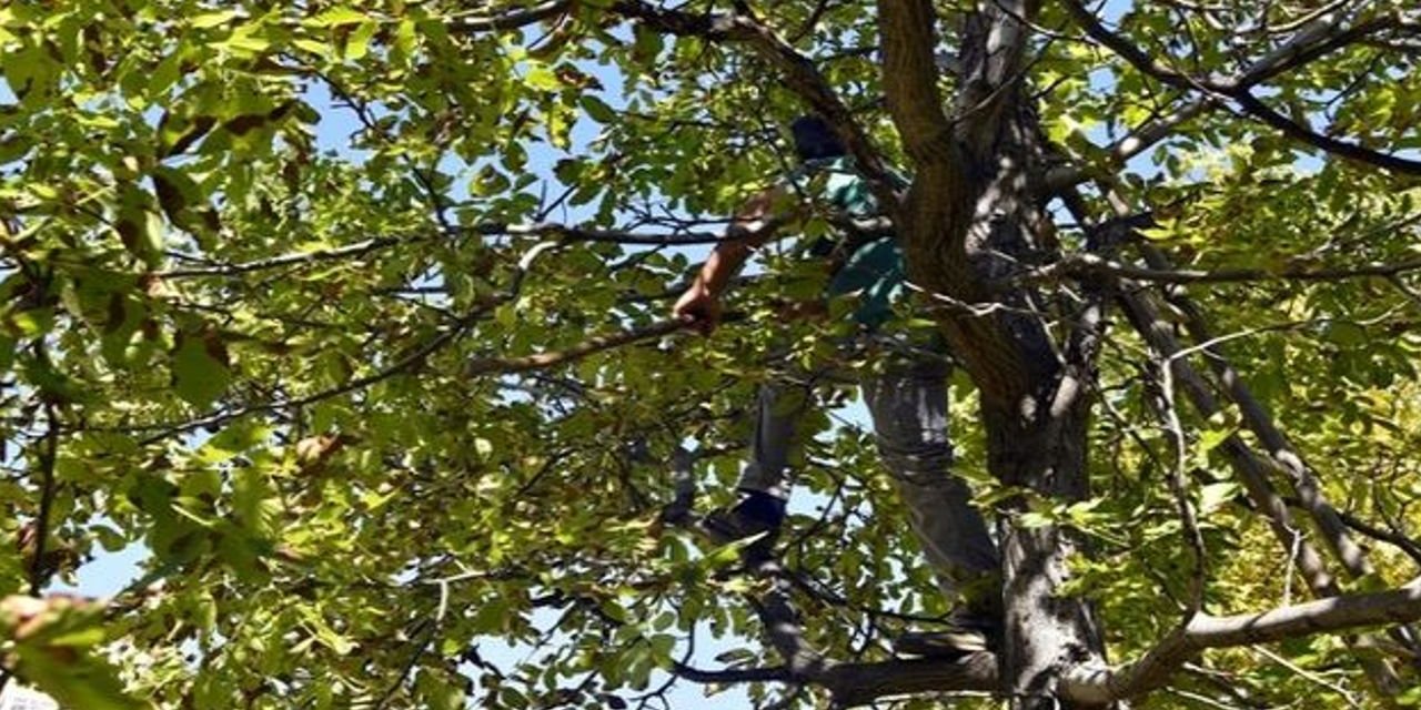 Hakkari’de ceviz ağacından düşen kişi hayatını kaybetti