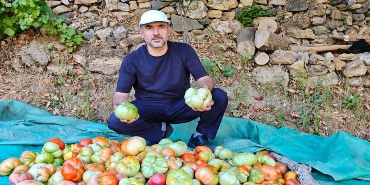 Batman’da yetişen domatesler şaşırtıyor, tanesinin ağırlığı 1 kiloyu geçiyor