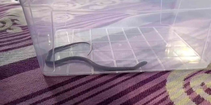 4’üncü Kattaki Bir Evin Çocuk Odasına Yılan Girdi