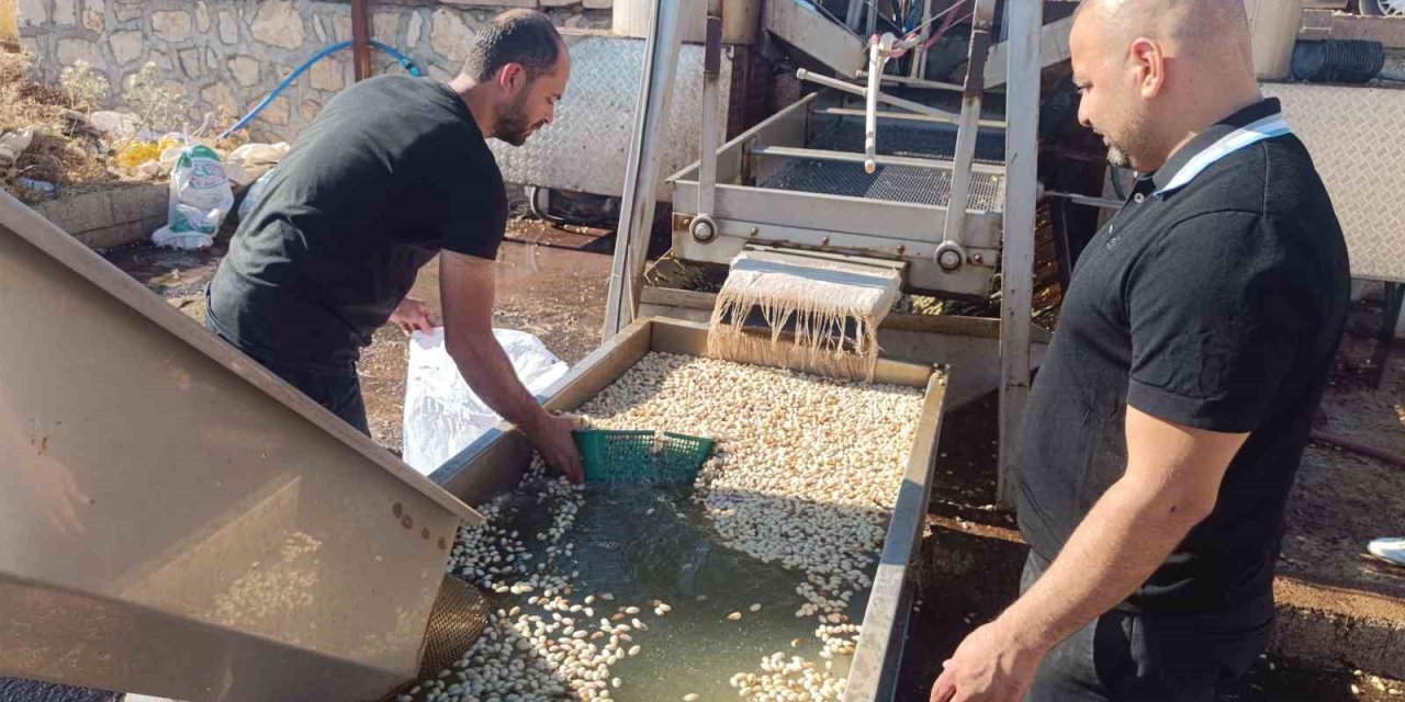 Siirt Fıstığı İşleme Çalışmaları Sürüyor