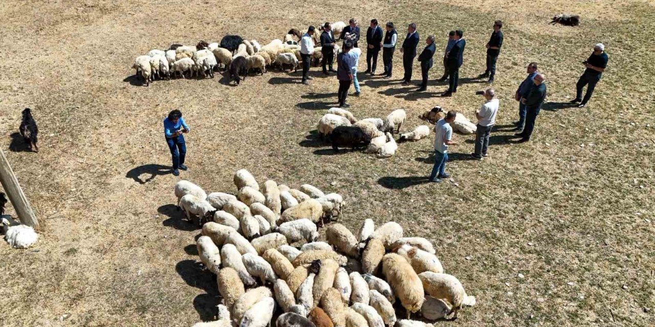 Van’da proje kapsamında vatandaşlara 240 bin koyun verildi