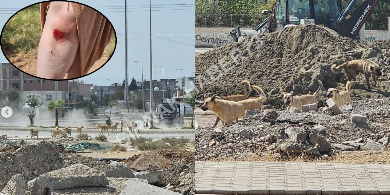 Silopi'de Başıboş Sokak Köpekleri Vatandaşa Saldırdı: 1 Kadın Yaralandı
