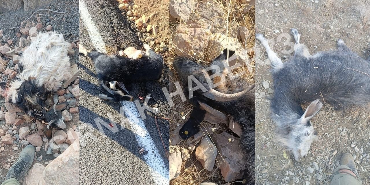 Şırnak-Siirt Sınırında Kurt Sürüye Saldırdı: 30 Hayvan Telef Oldu