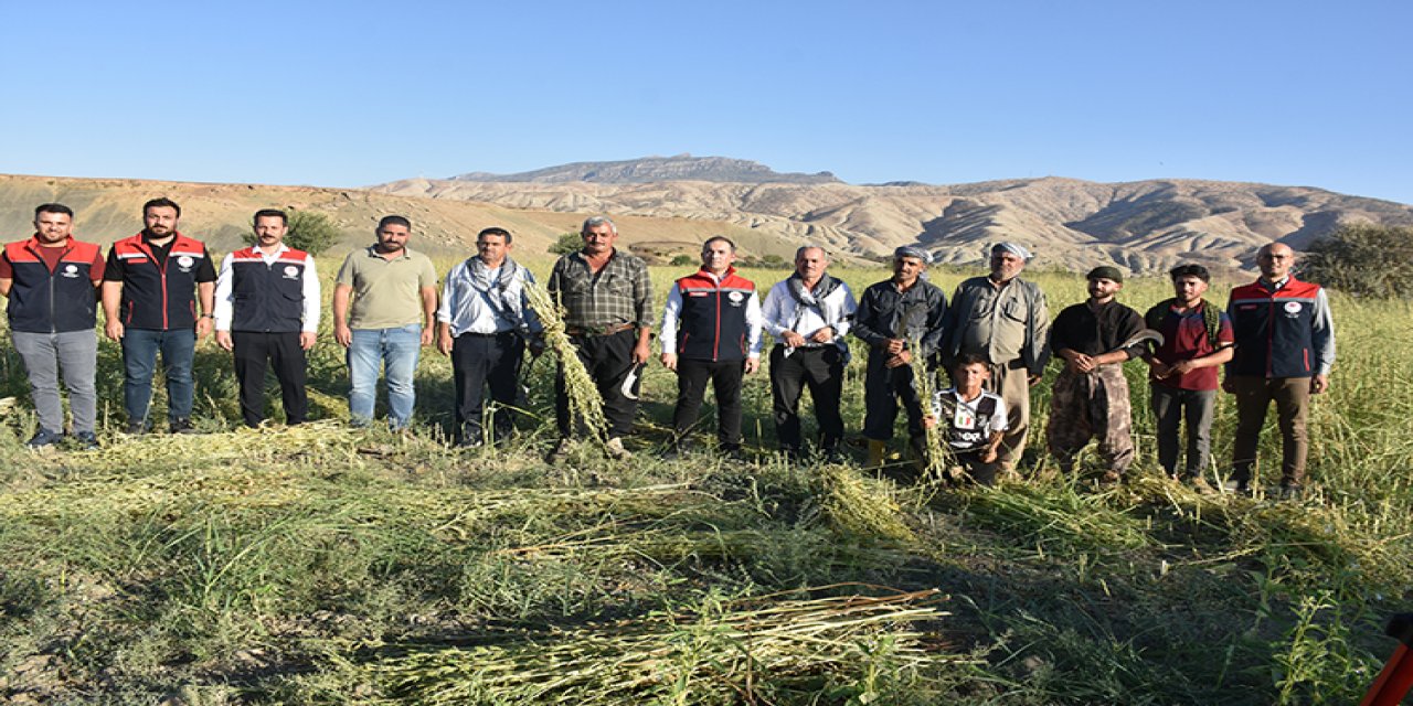Şırnak’ta Organik Susam Hasadı Başladı: Dergul Tahinine Büyük İlgi