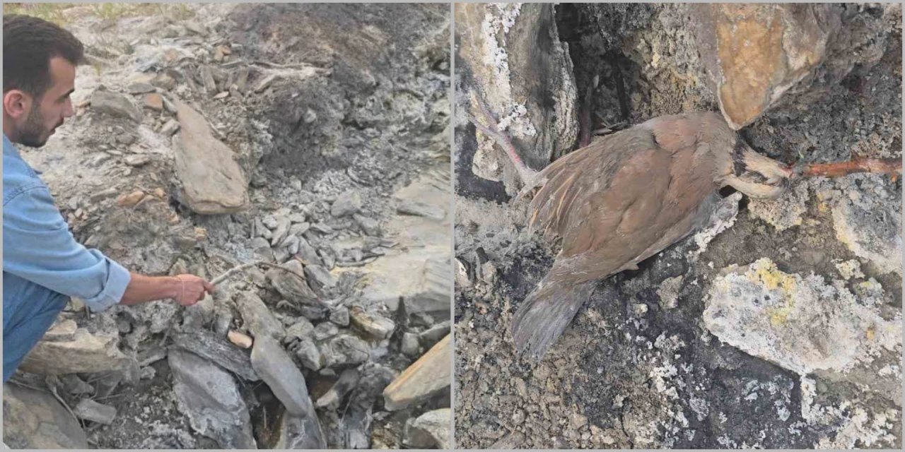 Hakkari-Van yolunda gizemli vadi: İnsanlara şifa, hayvanlara ölüm saçıyor