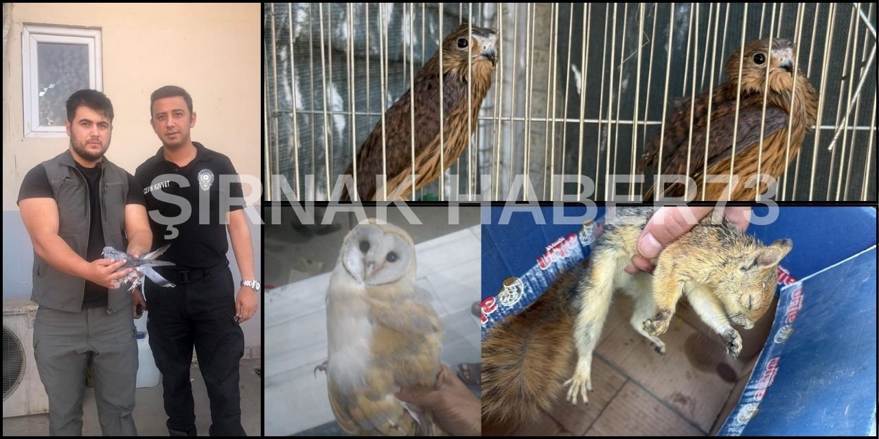Şırnak’ta Yaban Hayvanları Tedavi Altına Alındı