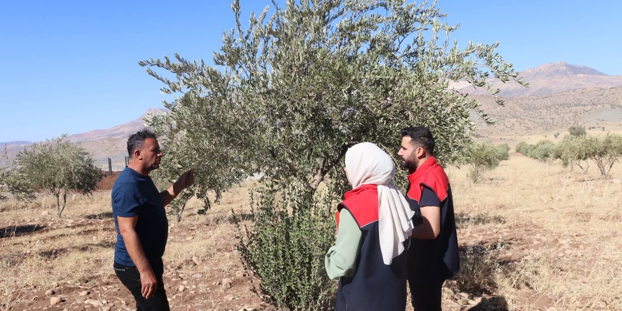Zeytin Rekoltesi İçin İlk Veriler Şırnak’ta Toplandı