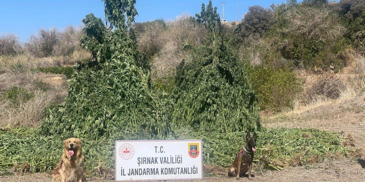 Şırnak’ta 1,5 Milyar TL’lik Uyuşturucu Operasyonu: 5 Gözaltı