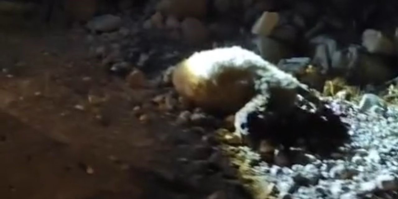 Tırın sürüye çarpması sonucu hayvanlar telef oldu