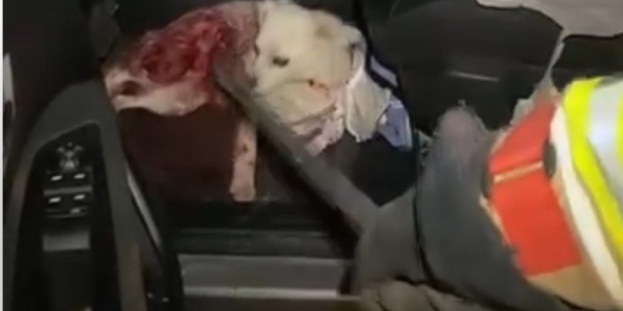 Cizre’de Evcil Köpek, Sokak Köpeklerinin Saldırısına Uğradı: Ekipler Seferber Oldu