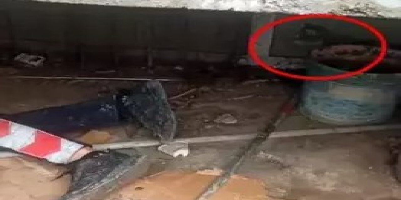 Cizre’de Yürek Isıtan Kurtarma Operasyonu: Yavrusu Kurtarılırken Anne Kedinin Bölgede Bekleyişi Kamerada
