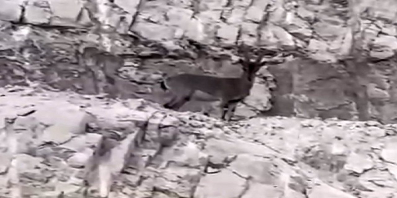 Siirt’te Nesli Tükenme Tehlikesi Altındaki Yabani Dağ Keçisi Görüldü