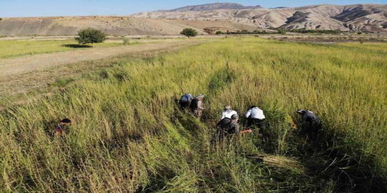 Şırnak’ta 5 Bin Dekar Alandan 300 Ton Susam Rekoltesi Bekleniyor