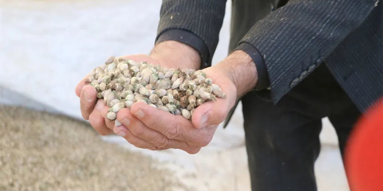 Şırnak ve Hakkari’nin Mucize Bitkisi Irak’a İhraç Ediliyor