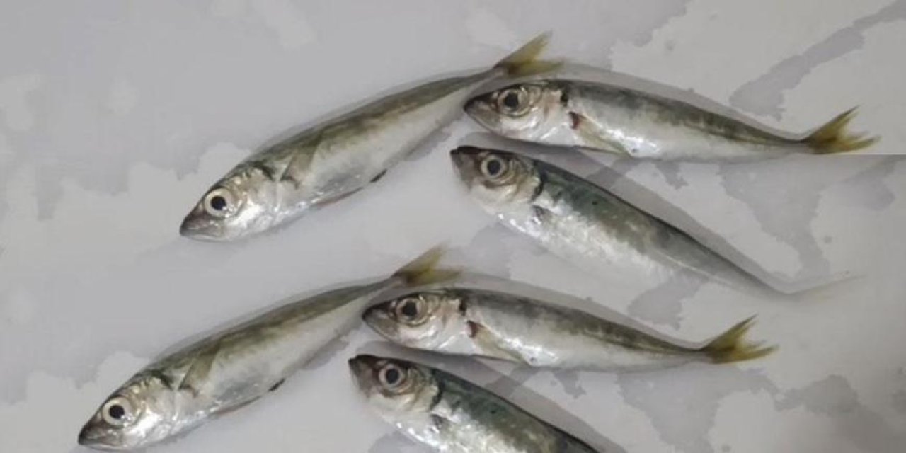 Hakkari'de şaşırtan olay: Çarşıdan aldığı balıkların arasından çıktı!