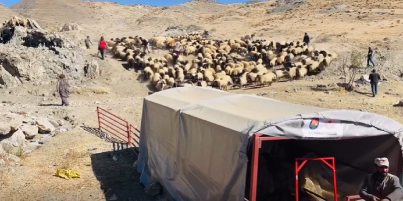 Beytüşşebap’ta 3 Bin Küçükbaş Hayvana Dış Parazit Banyosu Uygulandı