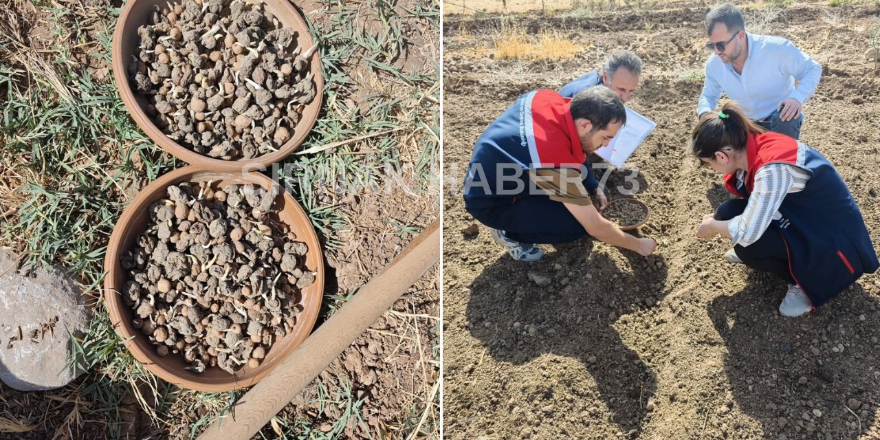 Şırnak'ta Kilosu 4 Bin Liraya Satılan Ürünün Ekimi Yapıldı