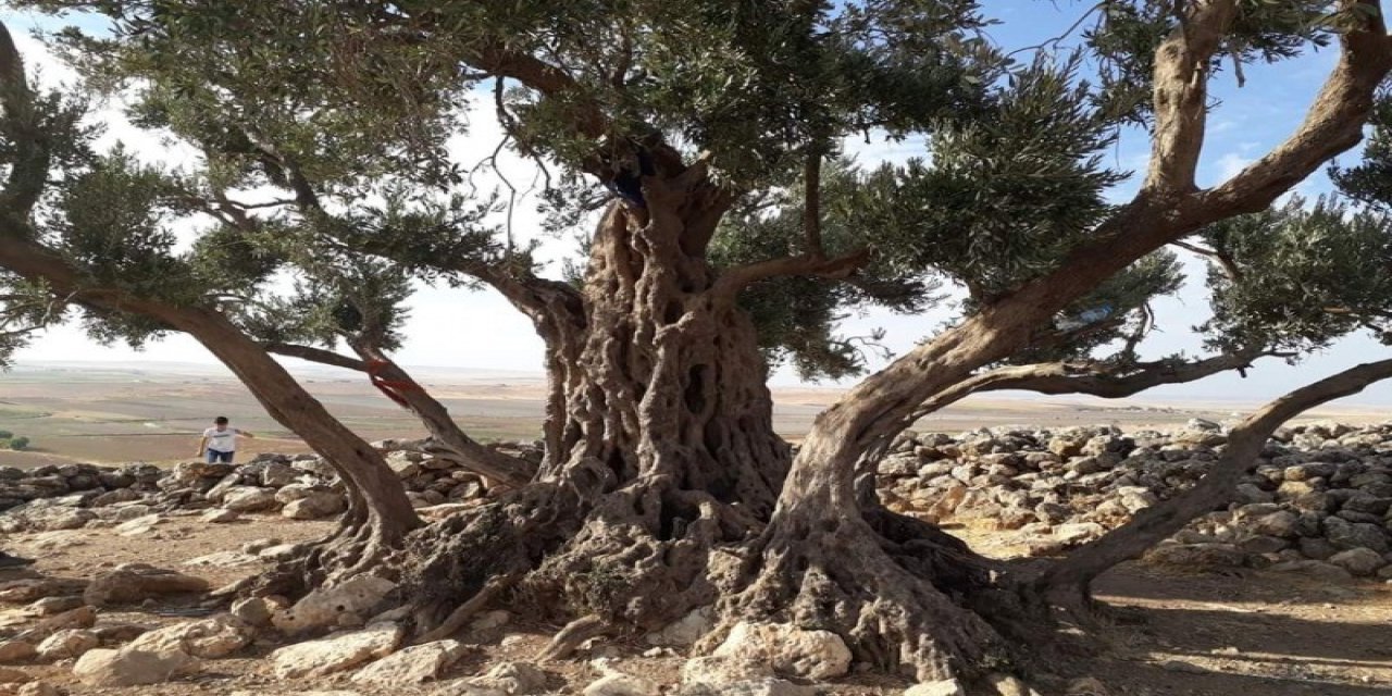 Nuh'un Gemisinin Şırnak'ta Olduğu Bir Kez Daha Bilimsel Olarak Kanıtlandı