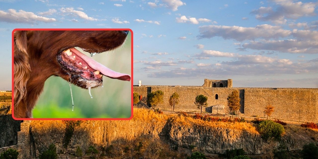 17 yaşındaki genç kuduzdan öldü