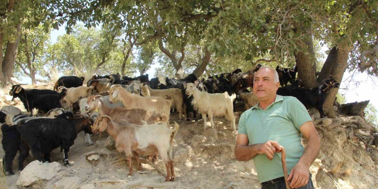 Şırnak'ta Eski Hükümlü 45 Keçi ile Başladı Sürü Sahibi Oldu