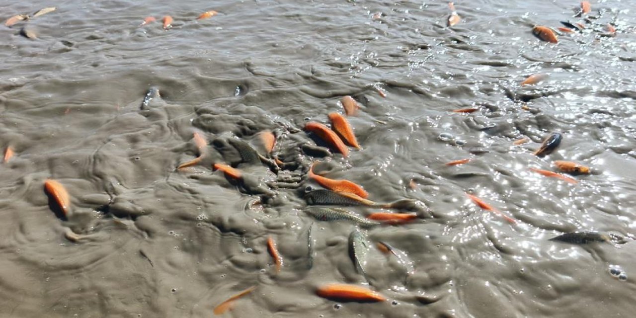 Siirt'te gölün su seviyesinin düşmesiyle balıklar telef oldu