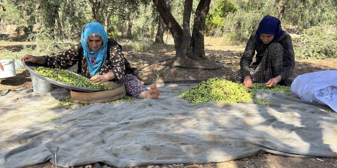 Coğrafi İşaretli Derik Zeytininde Hasat Başladı