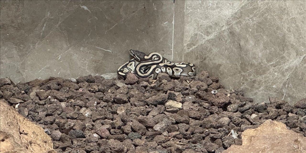 Polis aramasında bir kişinin cebinden piton çıktı