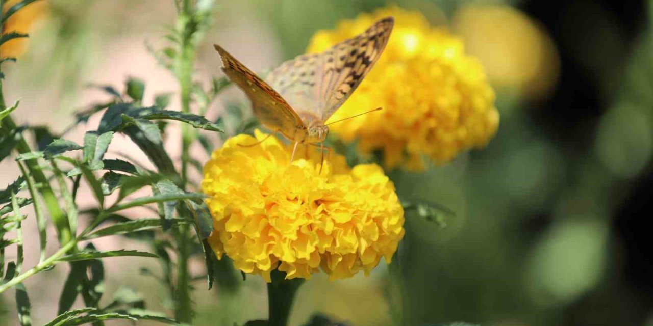 Şırnak’ta Soğuklar Geldi, Kelebeklerin ’son Dansı’ Başladı
