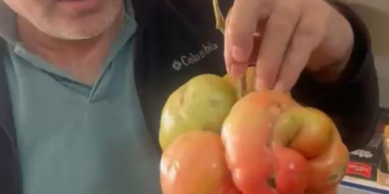 Mardin'de yetişen dev domates görenleri şaşırttı