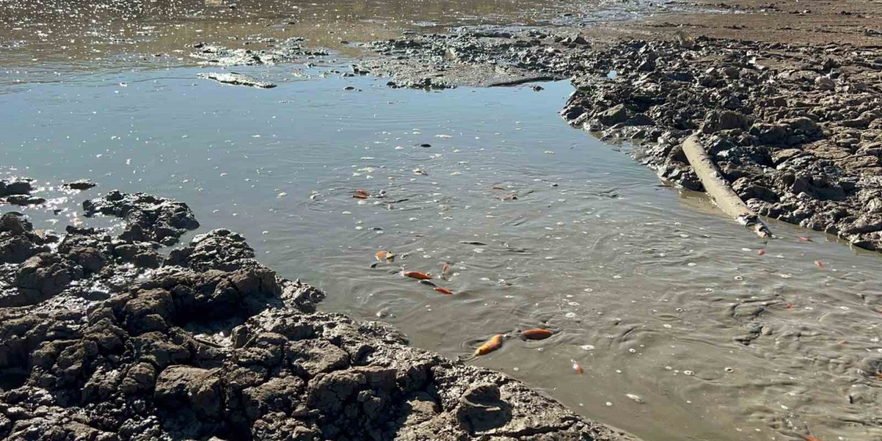 Siirt’te Balık Teleflerine Karşı Gölete 150 Tonluk Su Takviyesi