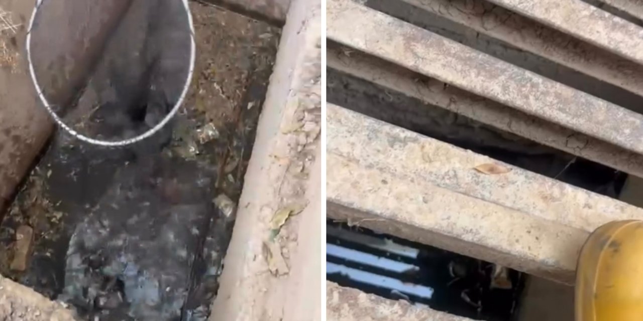 Şırnak’ta kanalizasyona düşen kedi ekipler tarafından kurtarıldı