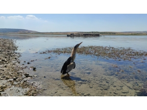 Şanlıurfa'da tedavisi tamamlanan balaban kuşu doğaya bırakıldı