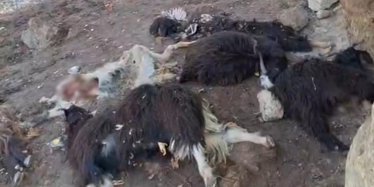 Batman’da köye inen kurt keçileri telef etti