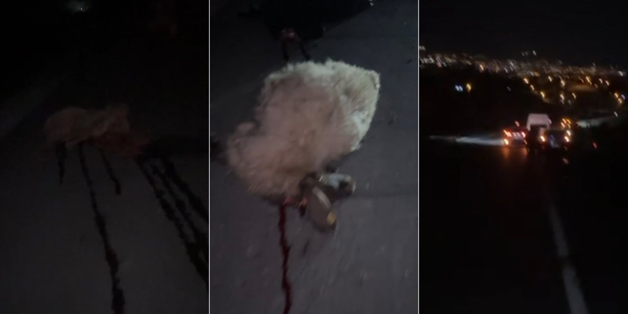 Şırnak’ta otomobil sürüye çarptı, çok sayıda koyun telef oldu