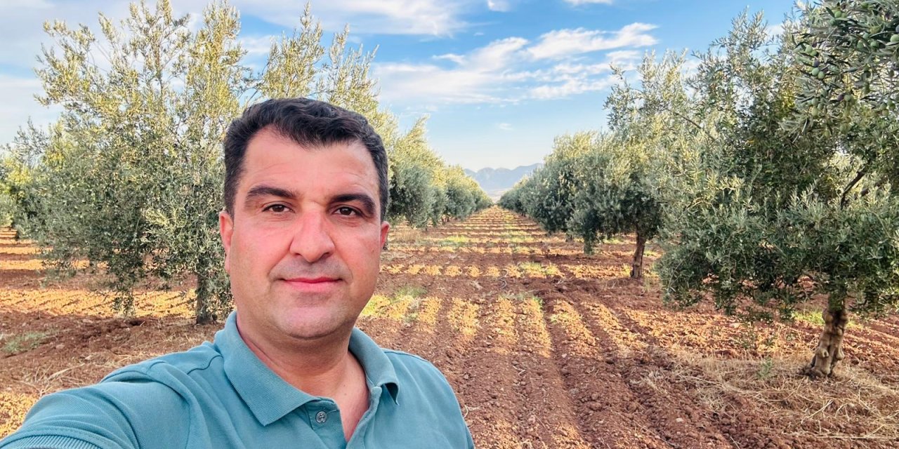 Şırnak’ta Zeytin Hasadı Başladı: Çiftçiler Kuraklık ve Artan Maliyetlerle Mücadele Ediyor