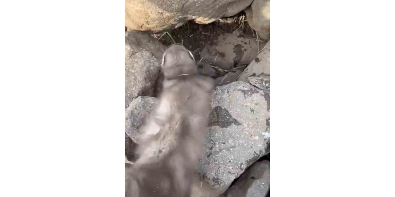 Diyarbakır’da Bitkin Halde Bulunan Gelincik, Vatandaşlar Tarafından Görüntülendi