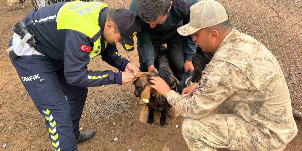Siirt’te Hayvan Kazalarının Önlenmesi İçin Sürüye "Reflektif Bant" Takıldı