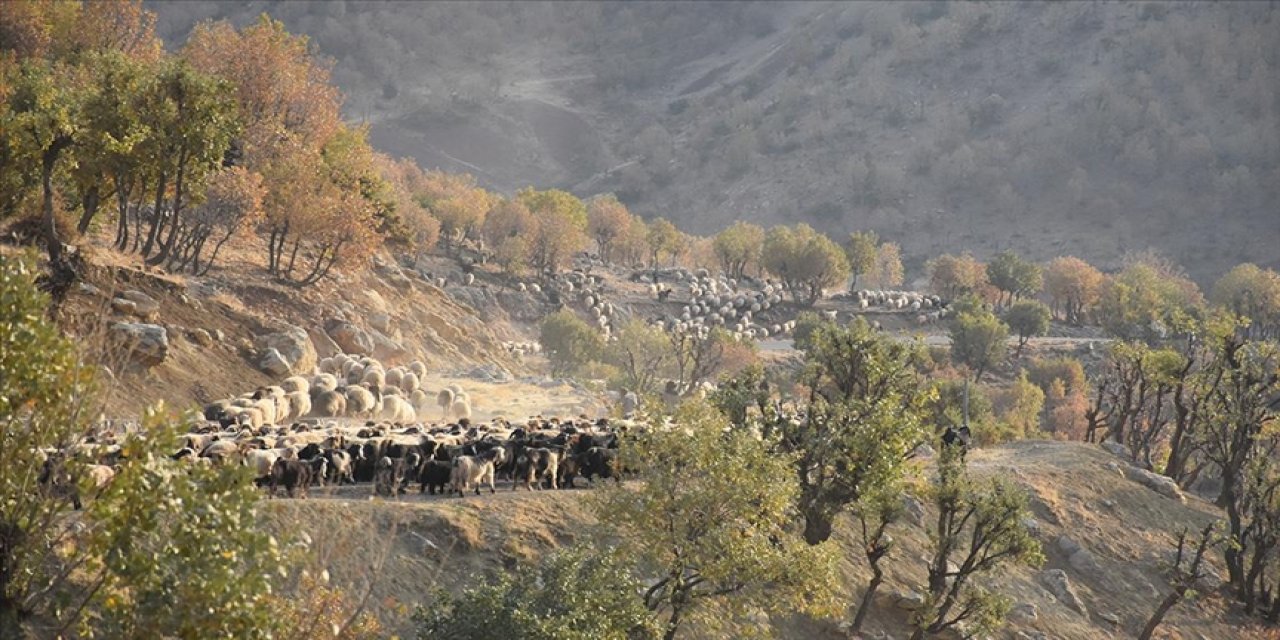 Van’dan Şırnak’a 40 Gün Süren Göçerlerin Zorlu Yolculuğu