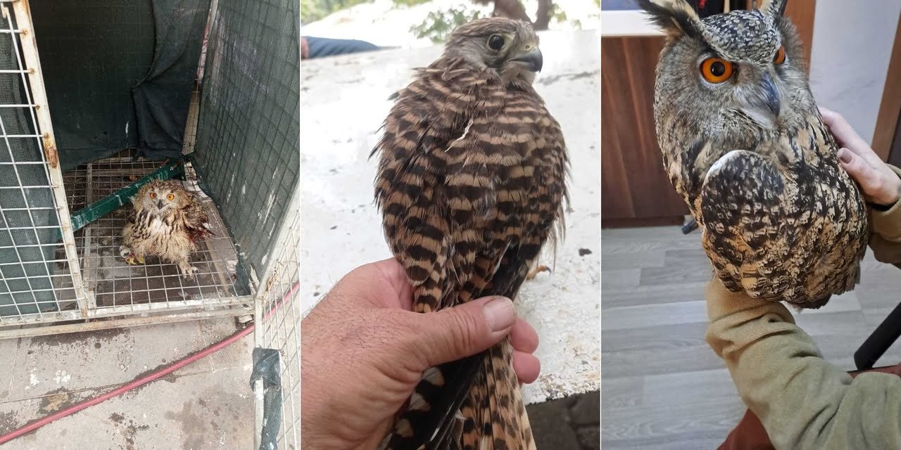 Şırnak’ta yaralı bulunan yabani kuşlar tedavi altına alındı
