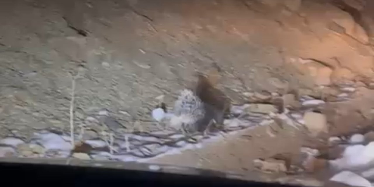 Nadir görülen hint oklu kirpi Hakkari’de görüldü